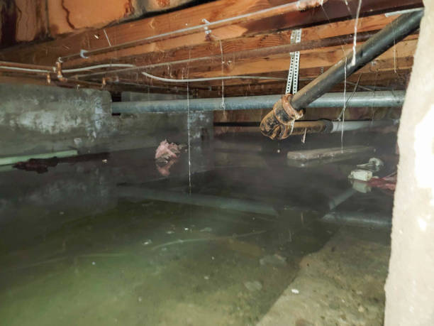 Best Local water damage restoration  in Russell Springs, KY