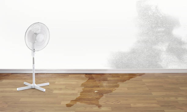 Best Flood damage cleanup  in Russell Springs, KY